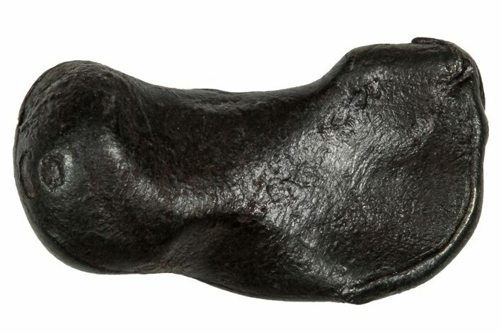 Fusion Crusted Sikhote-Alin Iron Meteorite ( g) - Russia #334583